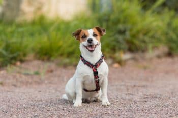 7 Dental Products, Chews, & Toys to Clean Your Jack Russell’s Teeth