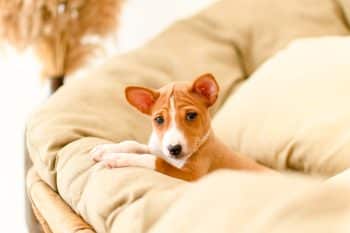 11 Low-Key Dog Breeds Great For Noise-Sensitive Homes
