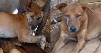 Investigation Finds Injured Dogs Used to Scam Social Media Donors