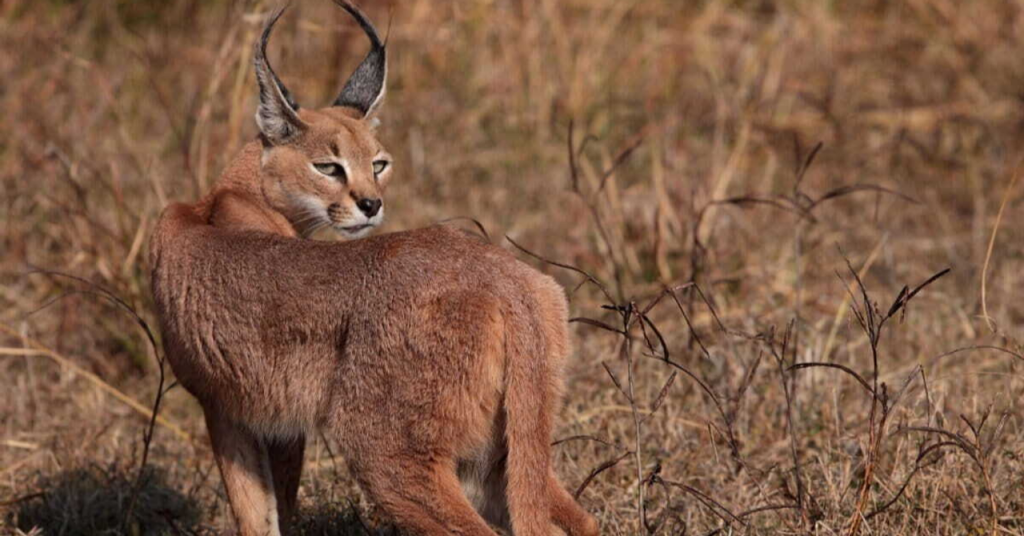 Once Near Extinction, India’s Elusive Caracal Is Making a Comeback in Rajasthan