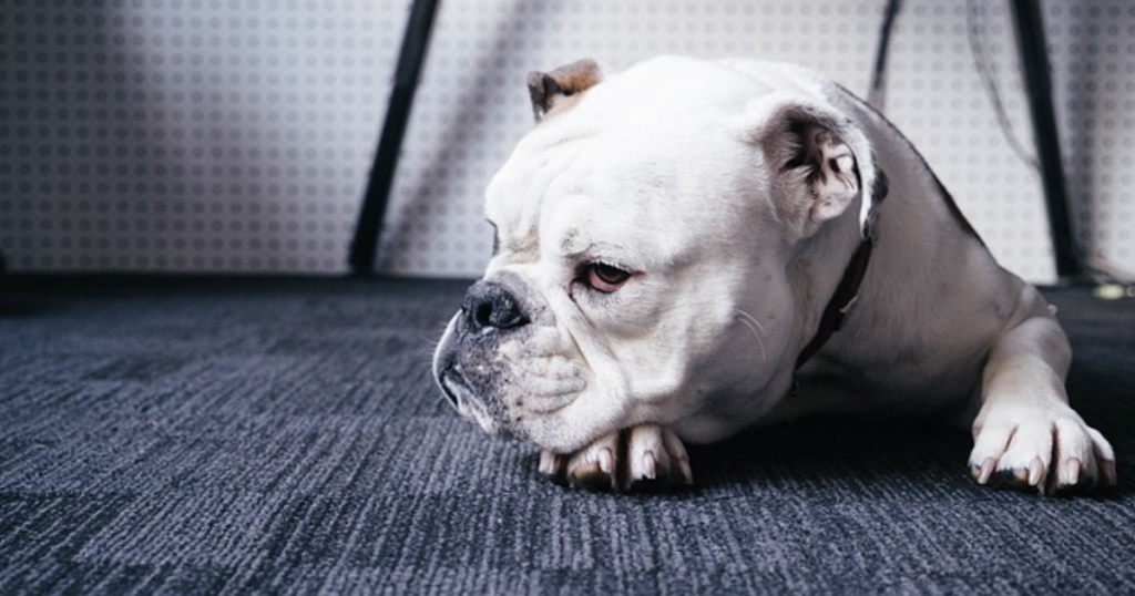 Surprising Products That Contain Xylitol: What Every Dog Owner Needs to Know