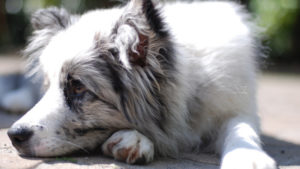 Choosing The Best Joint Supplement for a Border Collie – 6 Things You Must Know