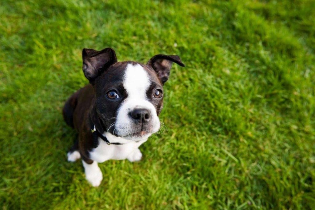 The 15 Best Boston Terrier Products For Travel