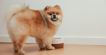 Purina Pro Plan vs. Eukanuba : Who Wins? [2026]