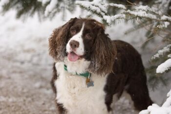 Best Pill Pockets for English Springer Spaniels