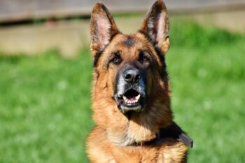 Best Pill Pockets for German Shepherds