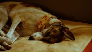 8 Ways To Help Your Greyhound Stop Scratching