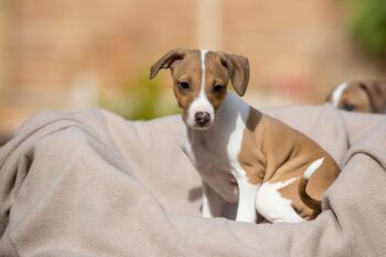 Best Puppy Dog Foods for Greyhounds