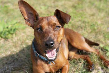 Choosing The Best Joint Supplement for a Miniature Pinscher – 6 Things You Must Know