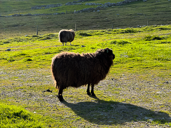 Sheep and Horses