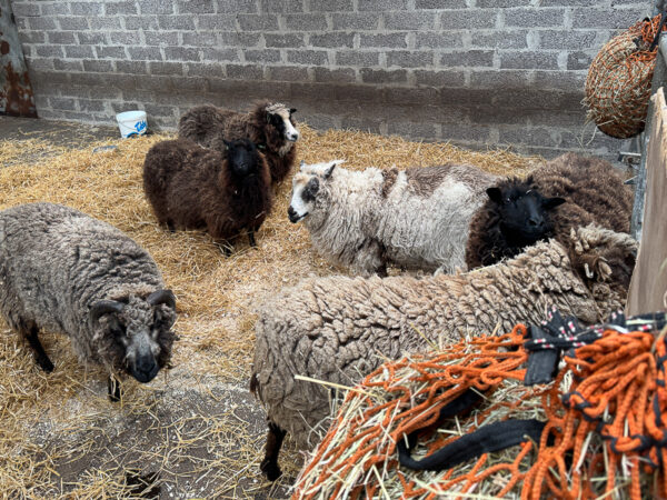 Shearing Today
