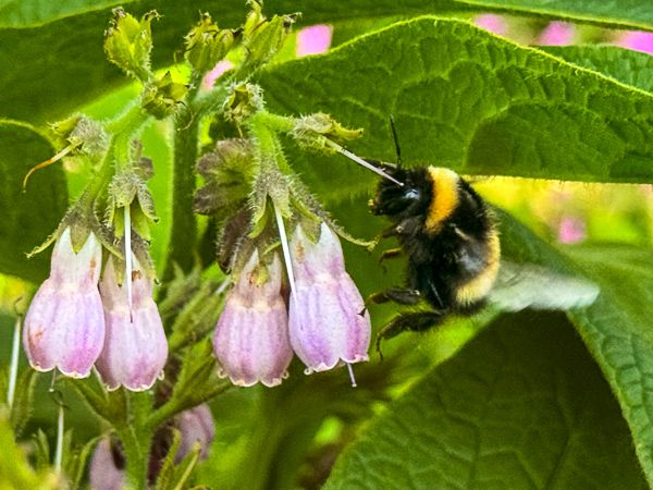 Back to Bumble Bees