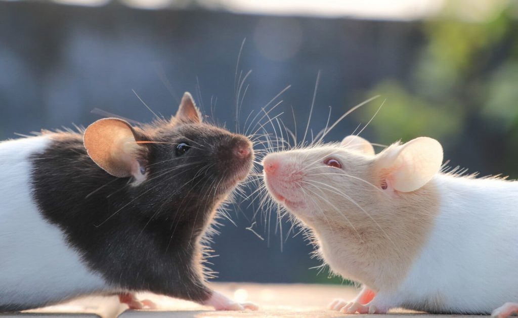 EPA Expands List of Methods That Spare Animals From Deadly Chemical Testing