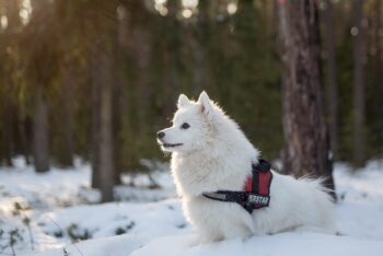 The 15 Best Samoyed Products For Travel