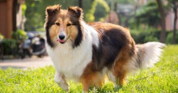 The 15 Best Sheltie Products For Travel