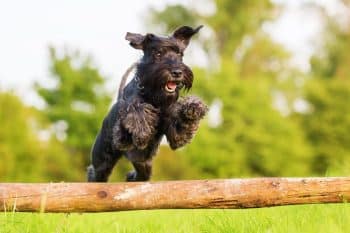 The 15 Best Schnauzer Products For Travel