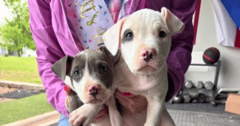 Hero VIP Club Members Helped Give Orphaned Puppies A Brighter Future This Mother’s Day