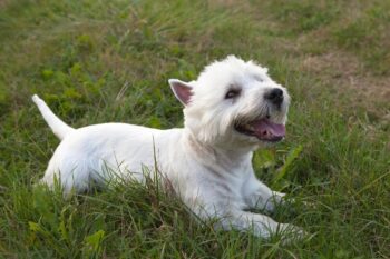 Choosing The Best Joint Supplement for a Westie – 6 Things You Must Know
