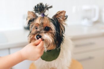 Best Supplements For Yorkies