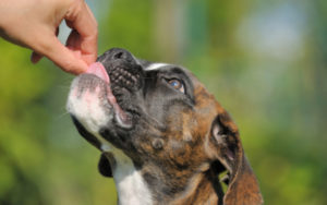The 5 Most Popular Anti-Aging Supplements for Dogs
