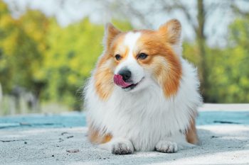 6 Best Dog Pill Dispensers