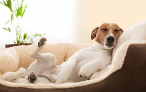 7 Must-Have Items For Your Senior Dog