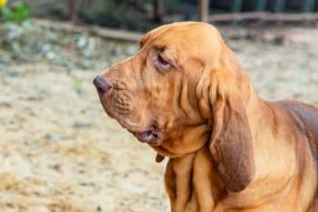 The 15 Best Bloodhound Products For Travel