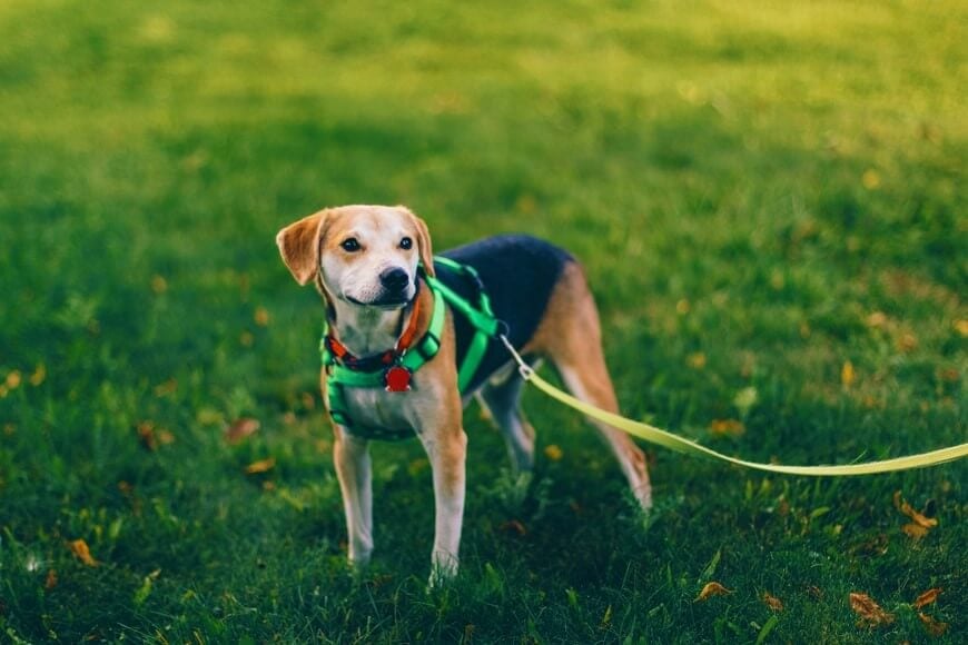 Most Dogs Aren’t Getting Enough Walks—Is Yours One of Them?