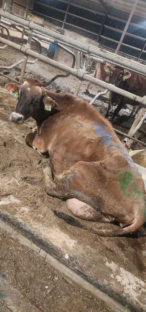 Whistleblower Images Show Cows’ Hooves Rotting, Bloody, and Overgrown