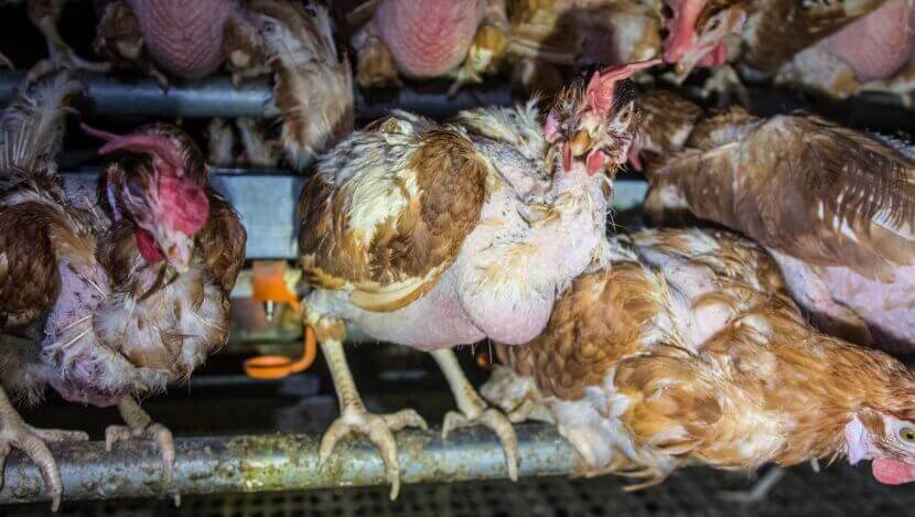 PETA Confronts Vital Farms Over Its ‘Happy Hen’ Marketing