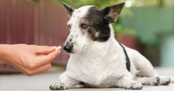 8 Things You Must Know Before Giving Your Dog a Joint Supplement