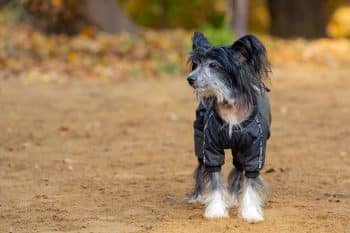 Choosing The Best Joint Supplement for a Chinese Crested – 6 Things You Must Know