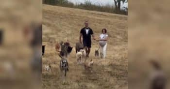 Lee Asher Marries the Love of His Life Surrounded by Rescue Dogs