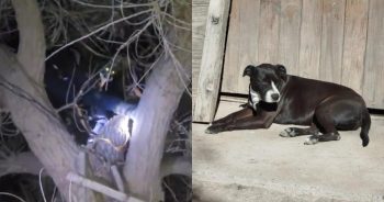 Woman Claims Strange Winged Creature Snatched Her Dog and Left Her 65 Feet Up a Tree