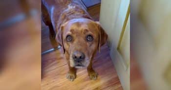 Leo Flunked Service Dog School But Turned Out to Be the Very Best Boy