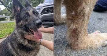 This Senior Dog’s Owner Said to Euthanize Her, But A Veterinarian Had Other Plans