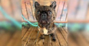 Neglected Frenchie With the Cutest Sideburns Refused to Give Up on Life
