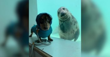 Adorable Dachshund Befriends a Rescued Seal and the Photos Are Priceless