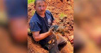 12-Year-Old Yorkie Stuck in a Groundhog Hole Is Saved by Local Heroes