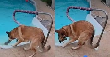 Pool Camera Captures Dog’s Incredible Rescue of a Drowning Bunny