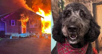 Poodle Credited With Saving Owner’s Life During Overnight House Fire
