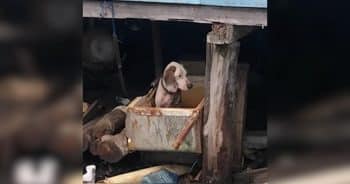 Tied-Up Dog Starved to Be a “Better” Hunter Finally Gets the Life She Deserved