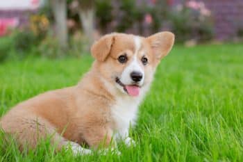 Best Puppy Dog Foods for Corgis