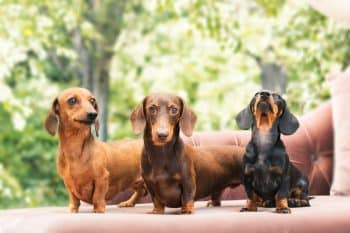 Best Puppy Dog Foods for Dachshunds