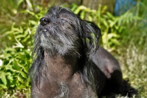 Common Health Issues Senior Dogs Face During Different Seasons And What To Do