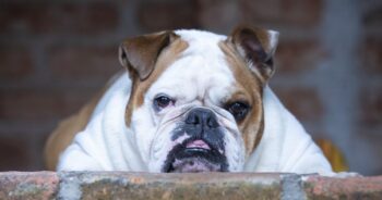 Best Pill Pockets for Bulldogs