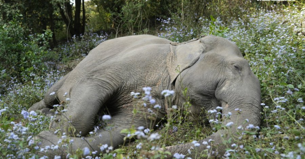 Rescued From Haryana’s Streets in 2013, This Elephant Spent 12 Years Building a Herd of Her Own.