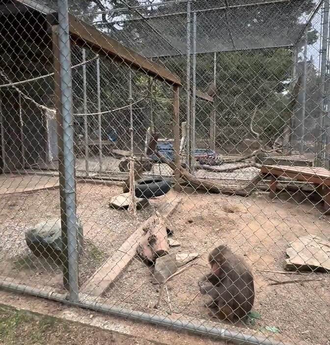 A Year Later, They’re Thriving: Meet the Monkeys Saved From West Coast Game Park Safari
