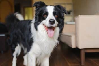 The 15 Best Border Collie Products For Travel