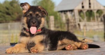 Best Puppy Dog Foods for German Shepherds